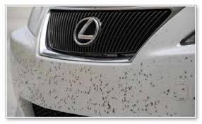 آسیب به رنگ خودرو-اثر حشرات و شیره درختان بر رنگ خودرو